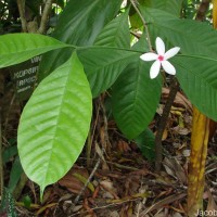 Kopsia fruticosa (Roxb.) A.DC.